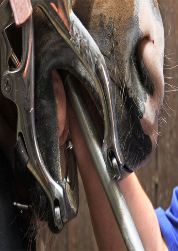 Equine Dental Instrument