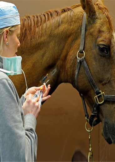 Veterinary Instruments